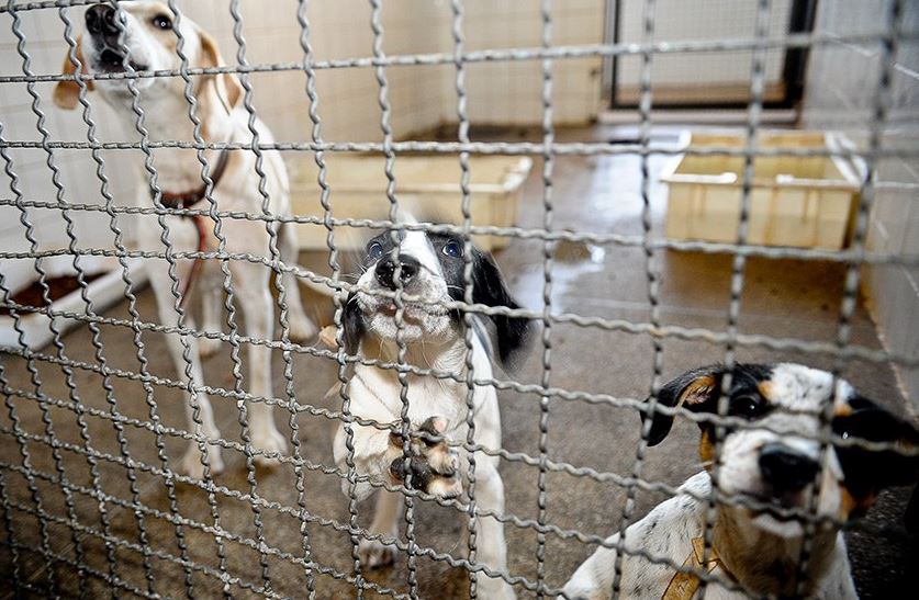 Denúncias de maus-tratos a animais poderão ter sistema nacional