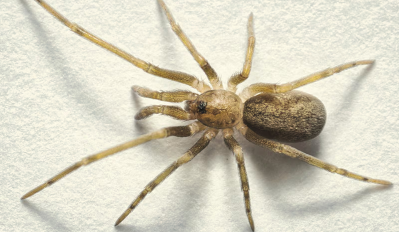 Nova espécie de aranha recebe nome em homenagem à banda Pink Floyd