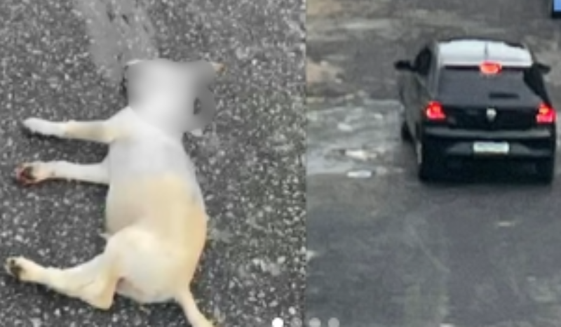 polícia investiga atropelamento de cachorro na zona leste de Manaus