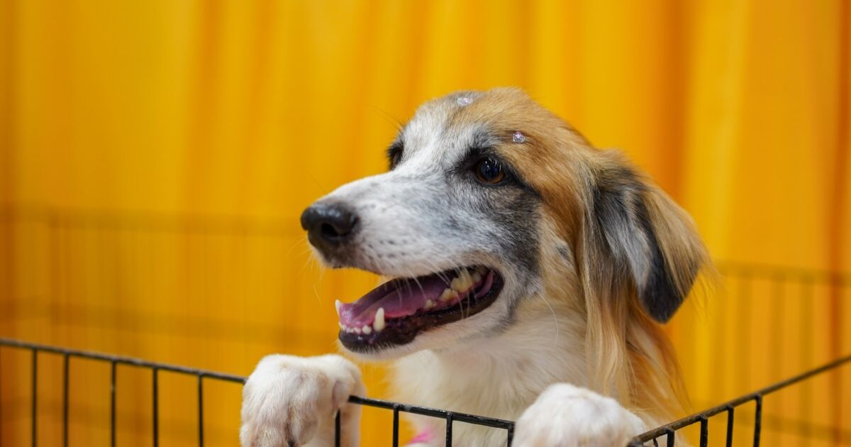 shopping recebe feira de adoção de cães e gatos neste sábado