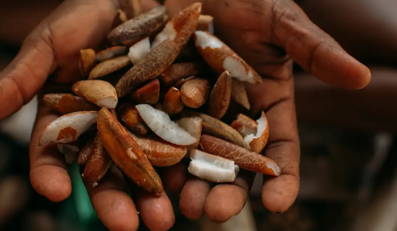 Instituto oferece bolsas para estimular bioeconomia amazônica
