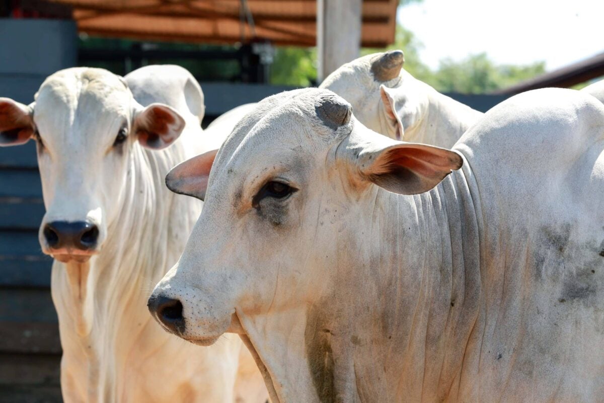 Vacinação obrigatória contra brucelose começa nesta quarta no Acre