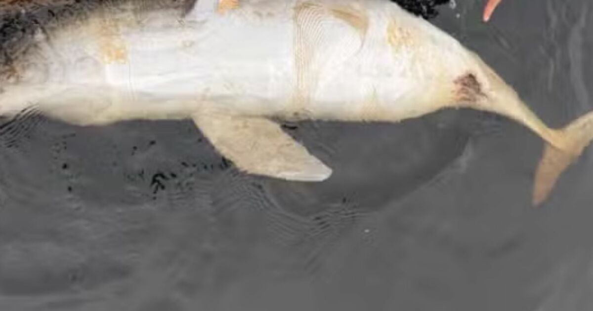 Boto é encontrado morto com suspeita de tiro no rio Tarumã, em Manaus