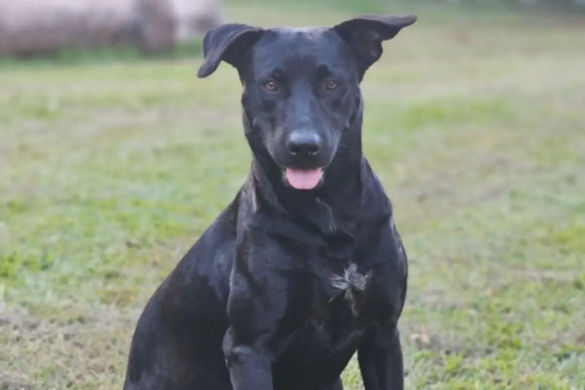 bombeiro que atirou em cachorro não é afastado