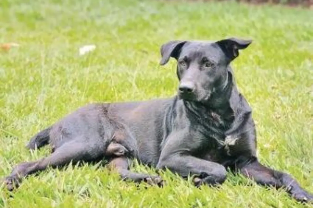 Defesa de bombeiro que matou cachorro não teve acesso às imagens de mordidas