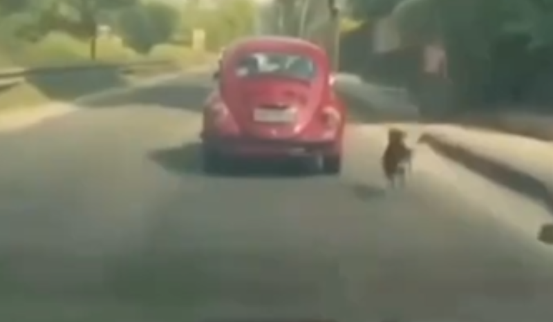 cão corre atrás de Fusca após ser abandonado na Avenida Brasil