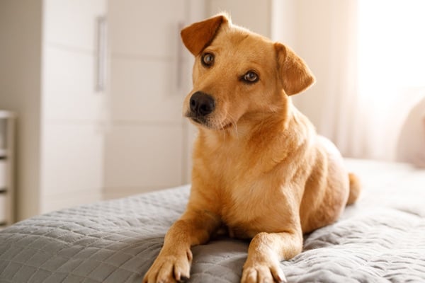 Programa SinPatinhas completa um ano com mais de 1,3 milhão de animais cadastrados no Brasil