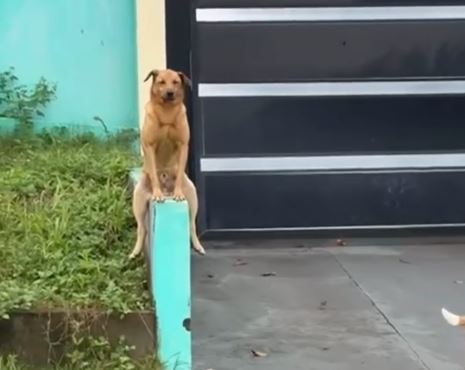 Um skinwalker? Cachorro viraliza ao confundir com postura humana; VEJA
