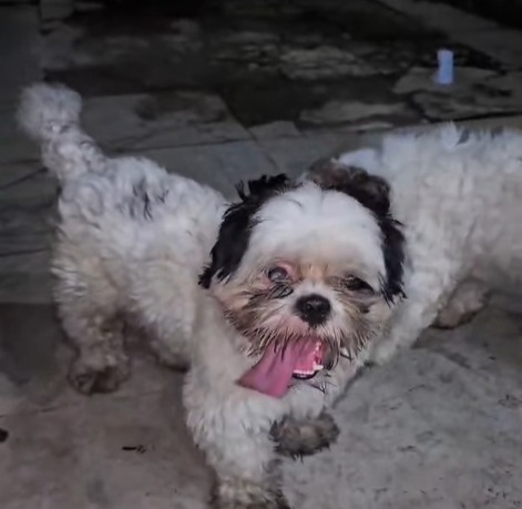 Ajude a encontrar o dono: Shih Tzu é achado na Estrada da Floresta