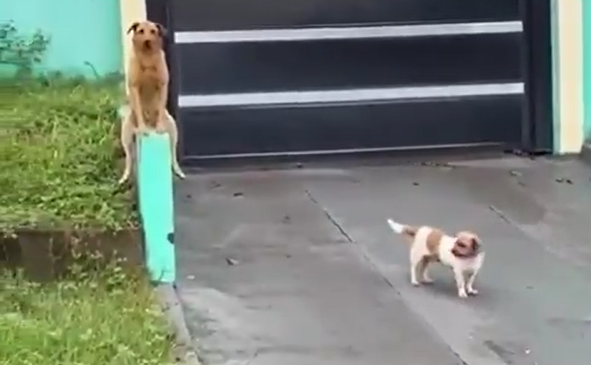 cachorro sentado em mureta aprecia a vista e viraliza na web