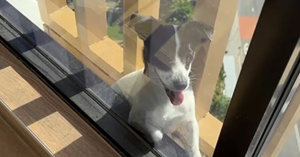 Após desaparecer, cão é resgatado do lado de fora do 13º andar de prédio