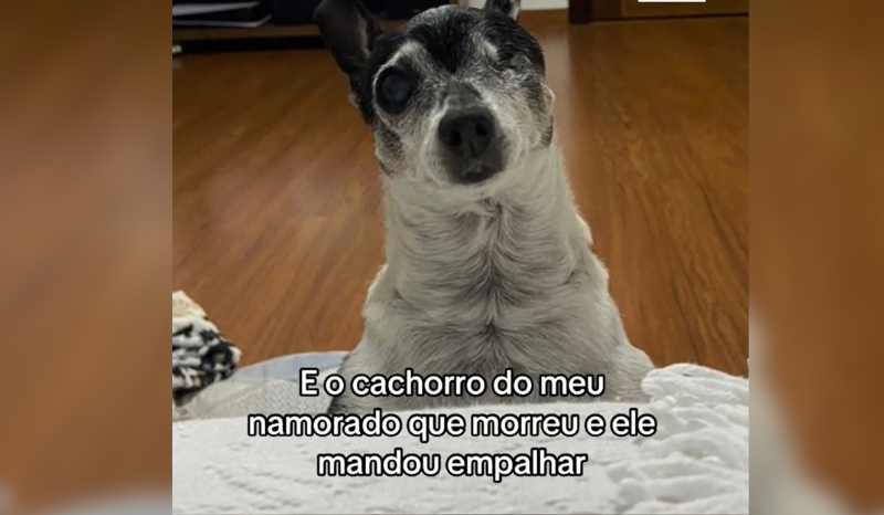 tutor empalha corpo de cachorro após morte e coloca na sala de casa