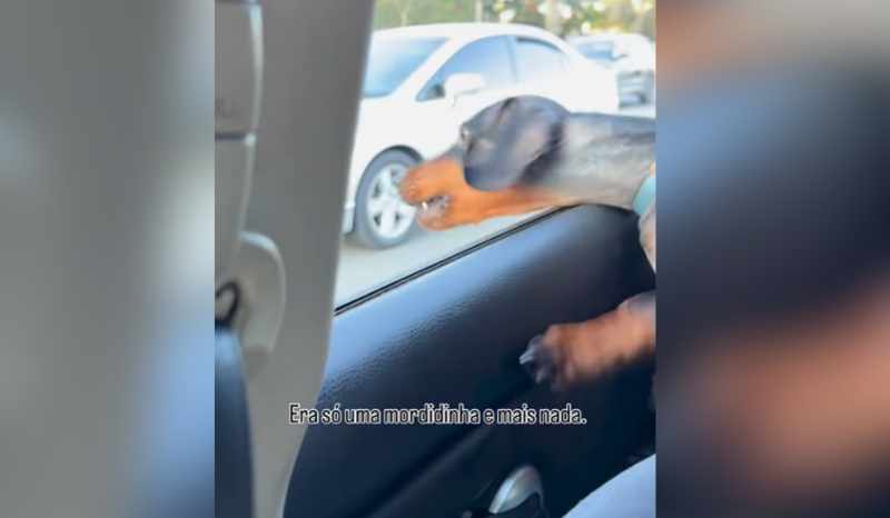 ‘Salsicha’ se diverte ao tentar morder motos em passeio de carro; VEJA
