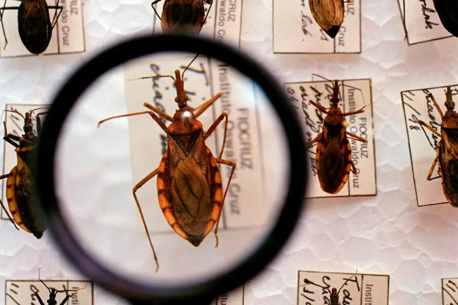 Ministério da Saúde destina R$ 12 milhões para combate à doença de Chagas em 17 estados