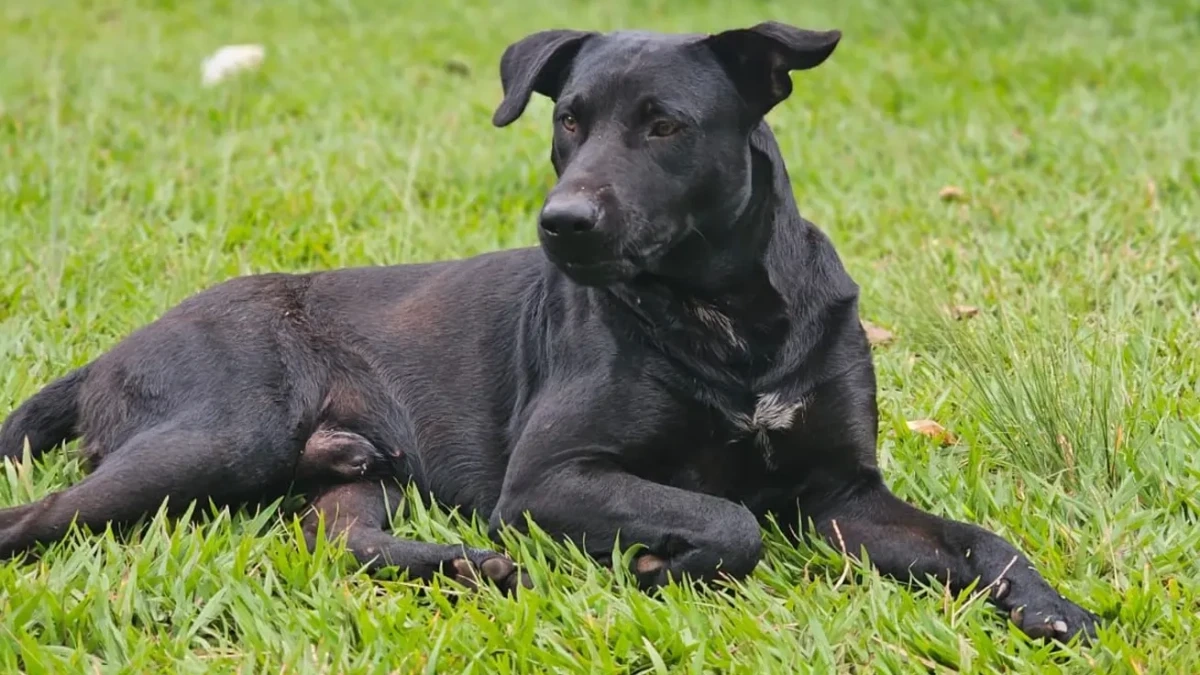 Protetores marcam manifestação para pedir justiça por cão Brutus em Goiânia