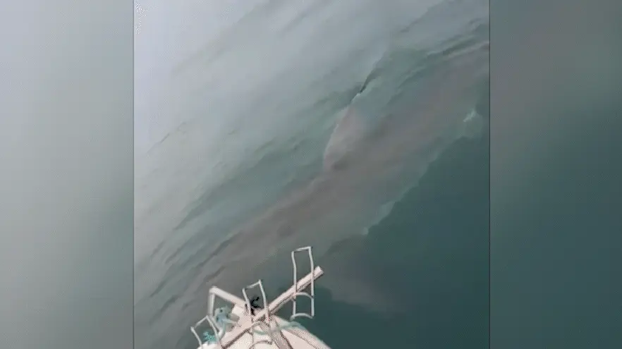 Tubarão-branco de 5 metros nada em volta de barco e assusta pescadores