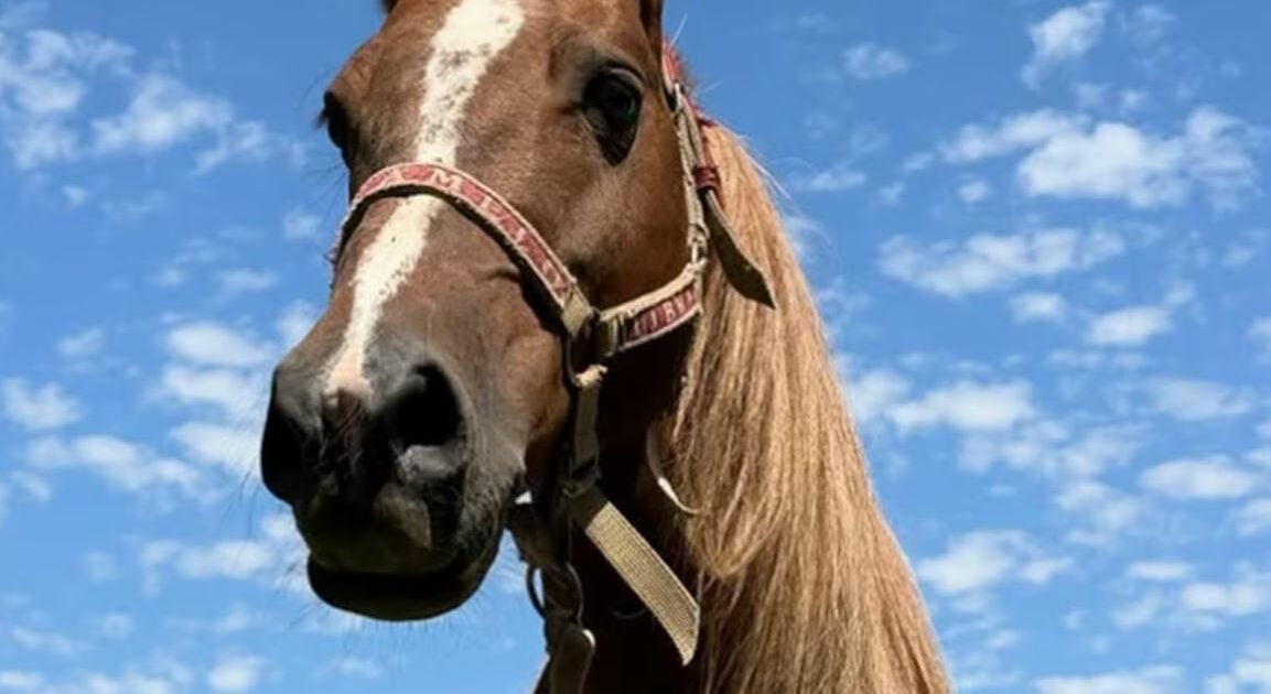 como um cavalo passou de símbolo de tragédia a influenciador