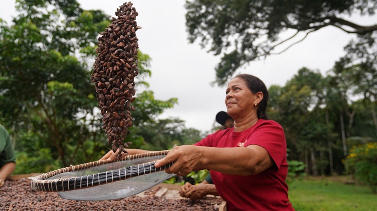 Mulheres unem ciência e saber tradicional para produzir chocolate no AM