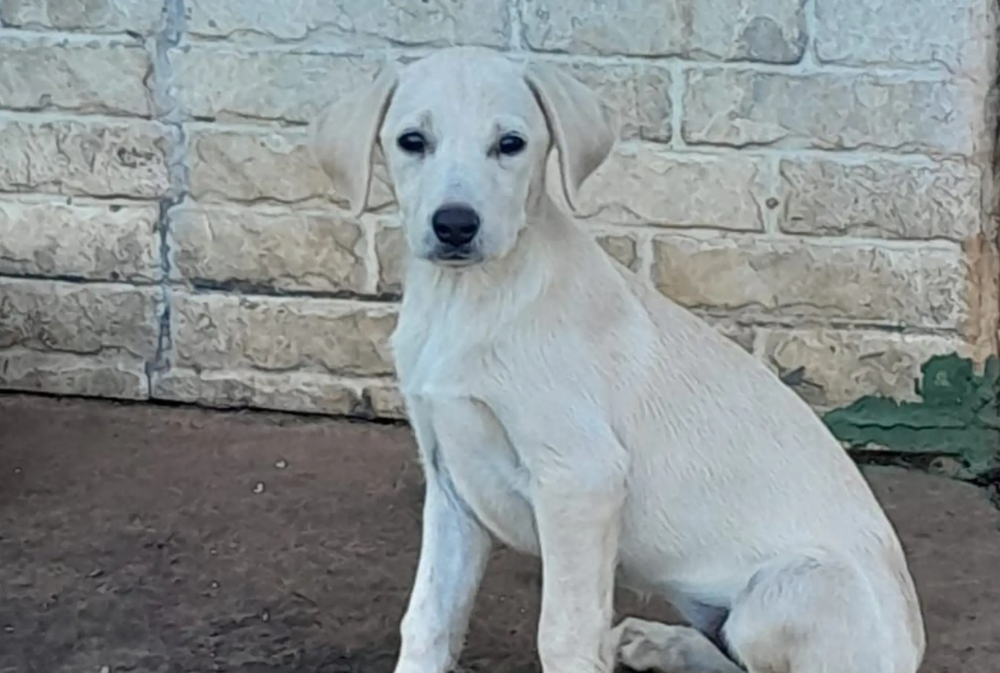 Goiânia recebe evento de adoção de cães e gatos