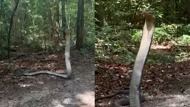 Pesquisadora encontra cobra de quase 4 metros durante trilha na Tailândia