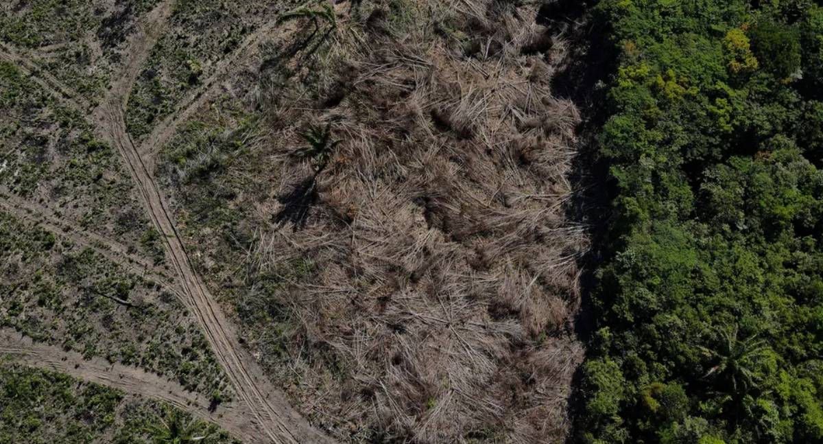 Desmatamento na Amazônia cai 17% no primeiro trimestre de 2026