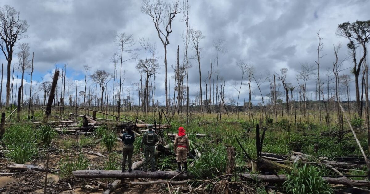 Ipaam aplica R$ 10 milhões em multas e mira desmatamento no AM