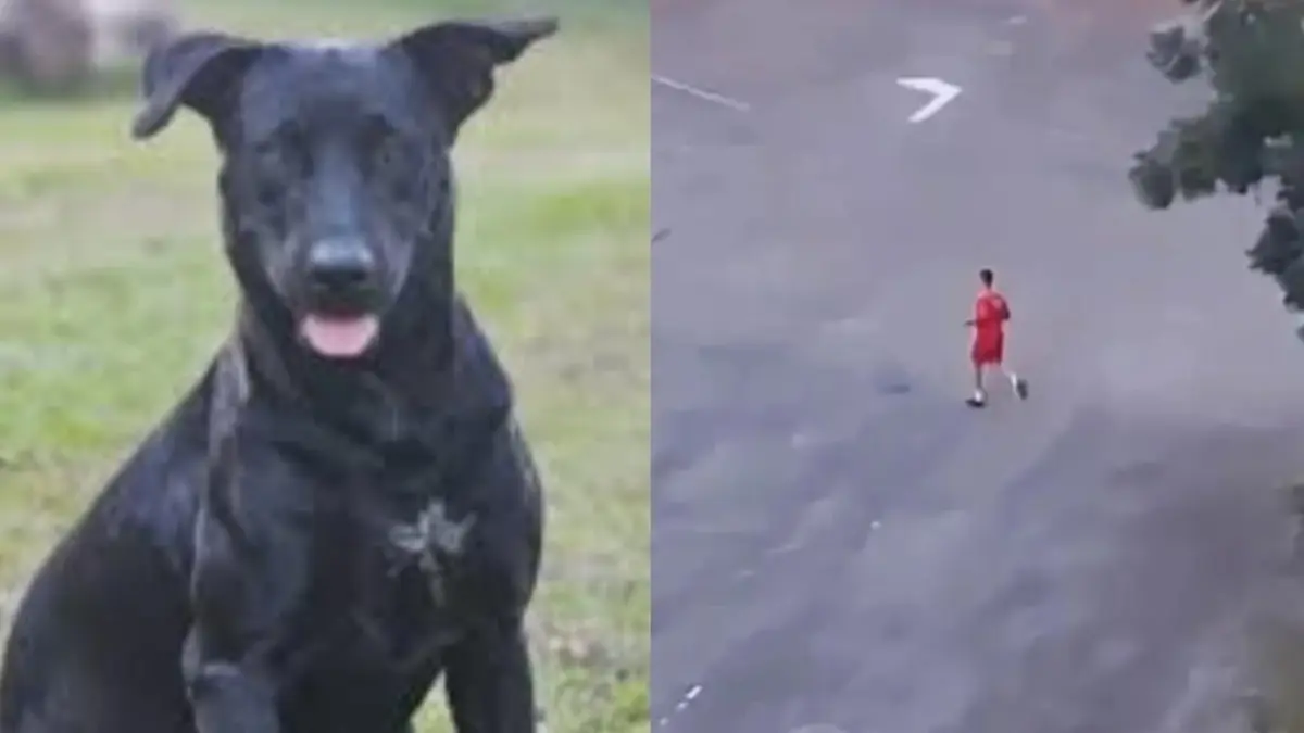 Bombeiro é ameaçado de morte após matar cachorro