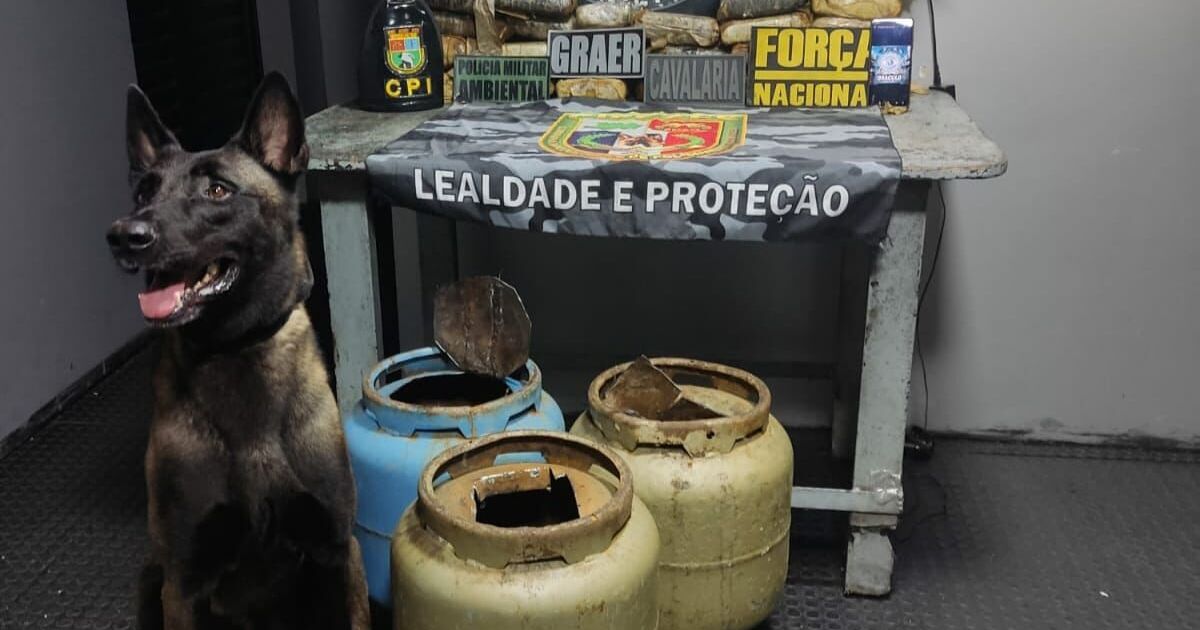 Cão farejador ‘Xerife’ encontra drogas em botijas de gás no AM