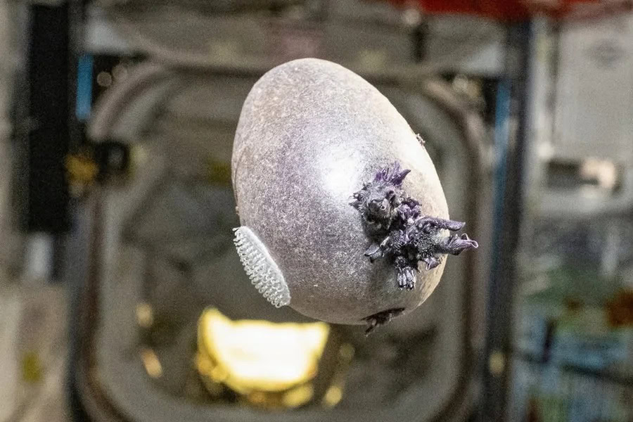 “Tentáculos”: imagem de objeto em estação espacial intriga a internet
