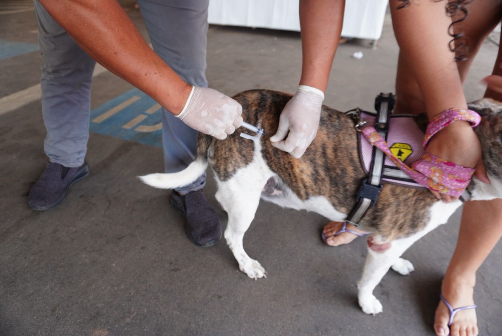 Vacinação de pets, adoção e ações contra maus-tratos ocorrem neste sábado em Rio Branco; veja programação