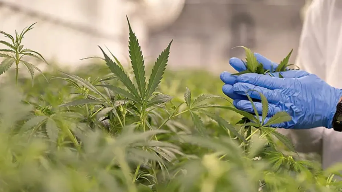 Goiânia pode criar centro municipal de tratamento com cannabis