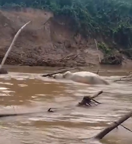 Animais mortos são jogados em rio e moradores temem pela saúde