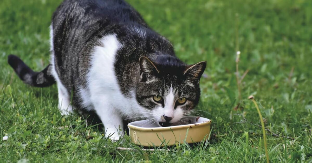 Estudo explica por que gatos não comem toda ração que está no pote