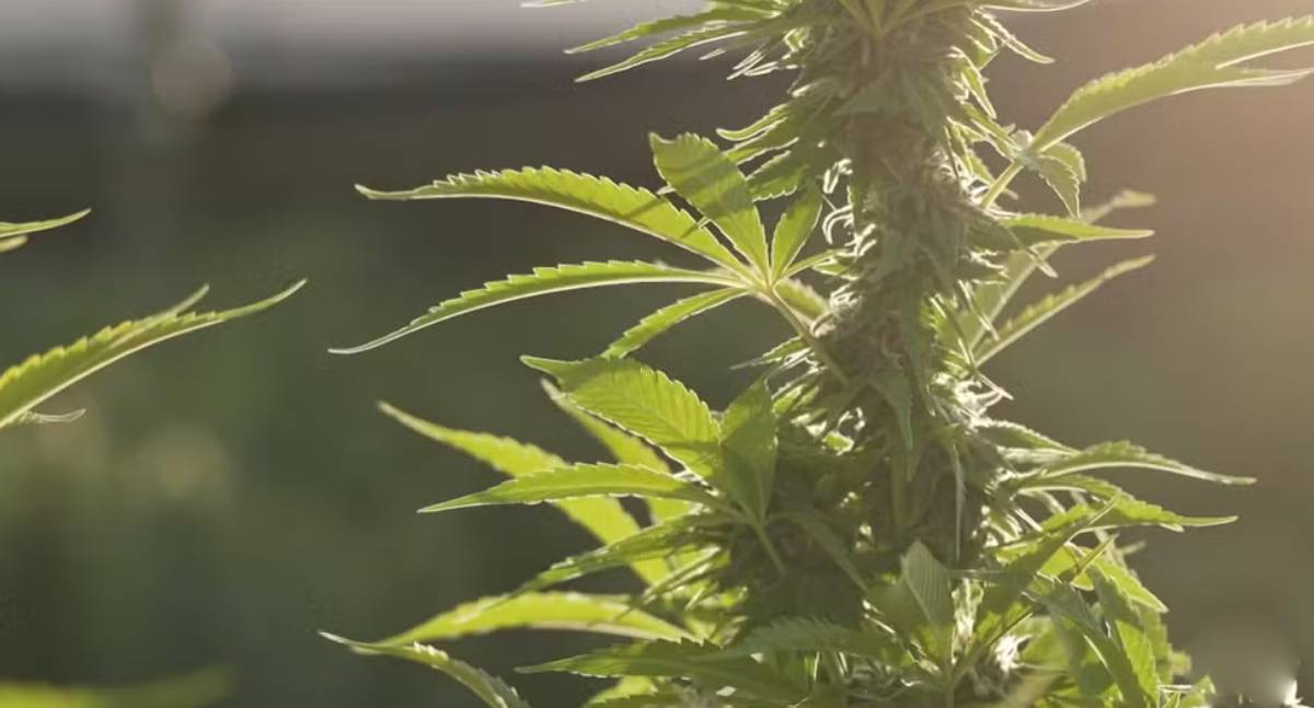 Governo Trump reclassifica maconha medicinal como droga de baixo risco