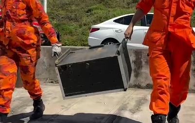 Jacaré é resgatado na praia pelos bombeiros em São Luís