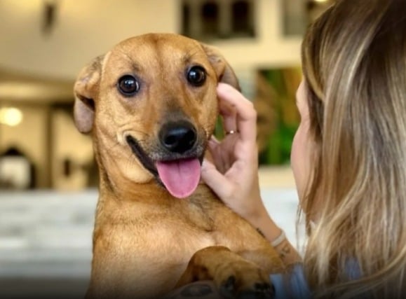 Senado aprova regras para guarda de pets em caso de divórcio