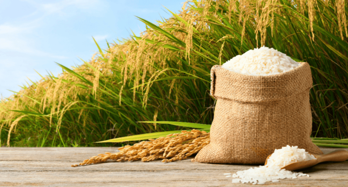 Leilões de Pepro apoiam escoamento de 350 mil toneladas de arroz da safra 2025/26