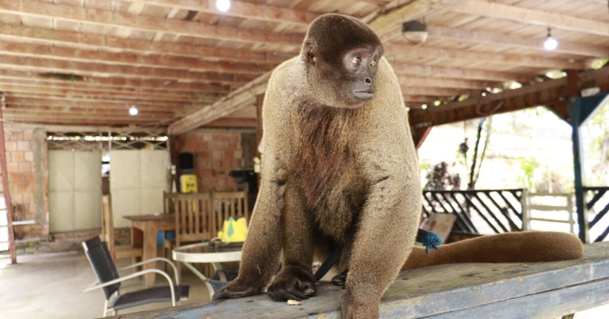 Macaco-barrigudo mantido em sítio é resgatado na BR-174, em Manaus