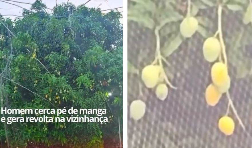 homem cerca árvore para evitar acesso à fruta e gera revolta