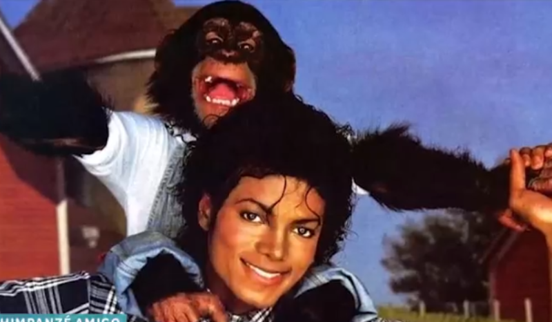 Chimpanzé ‘Bubbles’ de Michael Jackson está vivo e mora nos EUA; saiba mais
