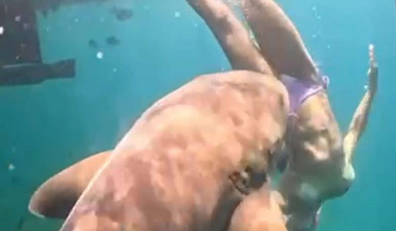 Vídeo mostra novo ângulo de mordida de tubarão em advogada; VEJA