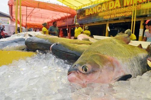 Peixes: aliados do coração, cérebro e ossos — conheça os principais benefícios e saiba por que consumi-los o ano todo