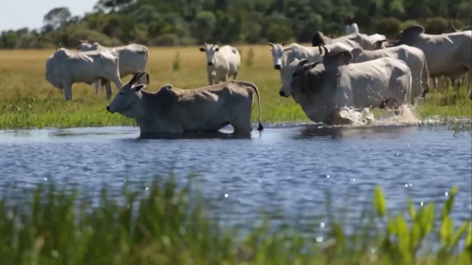 Produtores do Pantanal devem ficar atentos à demarcação de áreas da União; entenda o motivo