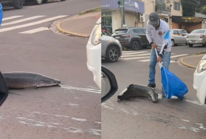 pirarucu ‘pula’ de carro em movimento e vira atração; VEJA