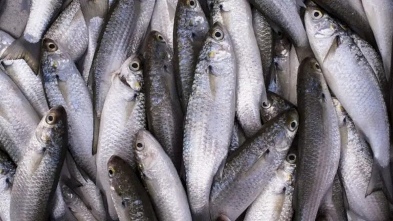 Confira a lista final de embarcações credenciadas para a pesca da tainha