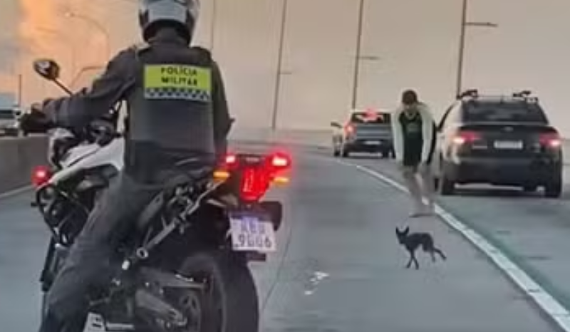 Pinscher é visto ‘driblando’ carros e policiais; cão está desaparecido
