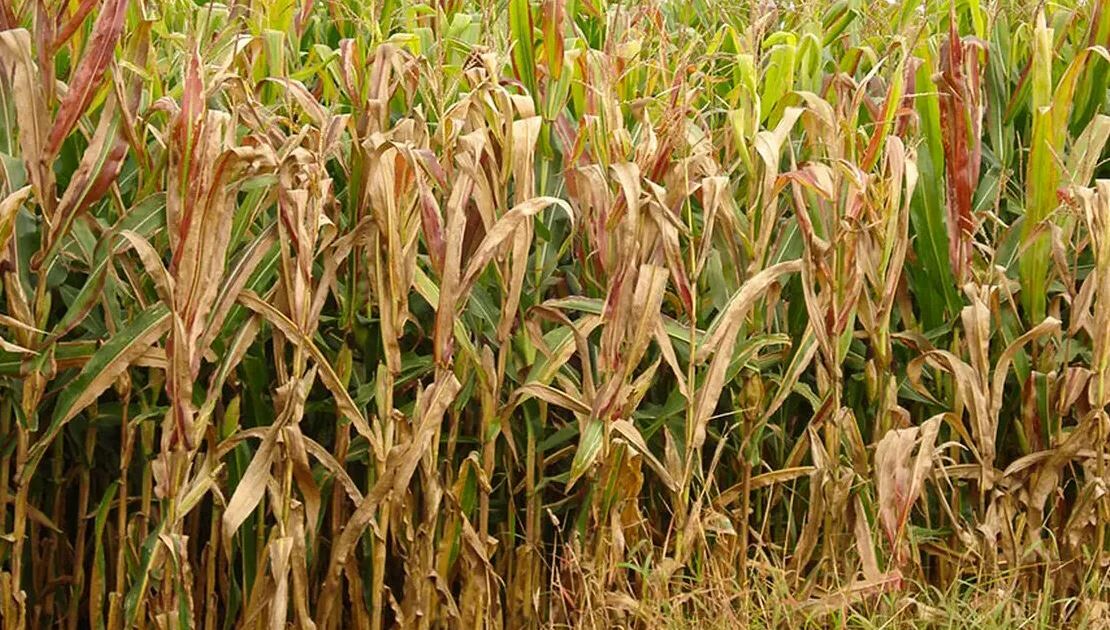 Praga do milho provoca prejuízo de R$ 33,6 bilhões por ano