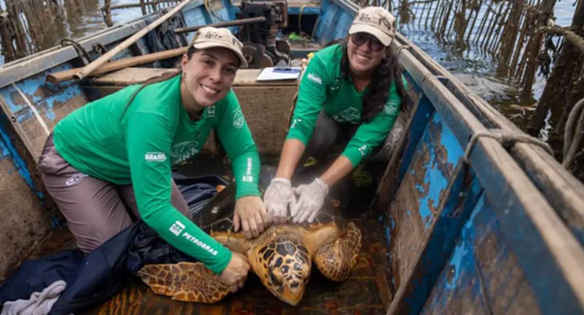 Presença de tartarugas-cabeçudas na Baía de Guanabara intriga pesquisadores