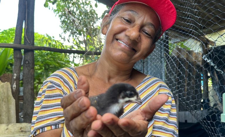 Projeto promove renda e resgate da Canela Preta, raça tradicional de galinhas