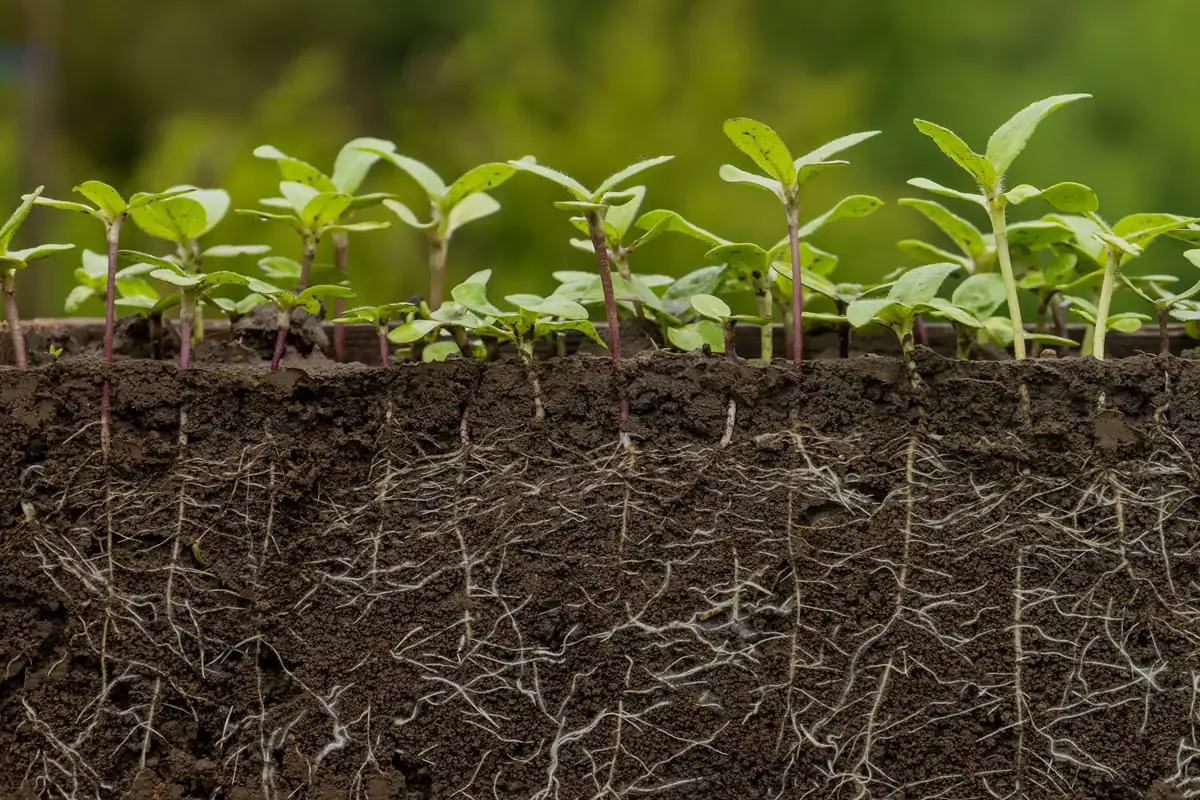 Rio Branco cria programa “Farmácia Verde” para integrar plantas medicinais à rede pública de saúde